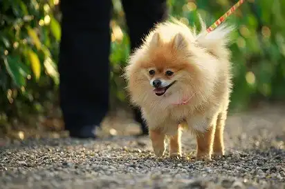 Померанський шпіц на прогулянці