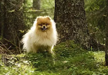 Померанський шпіц