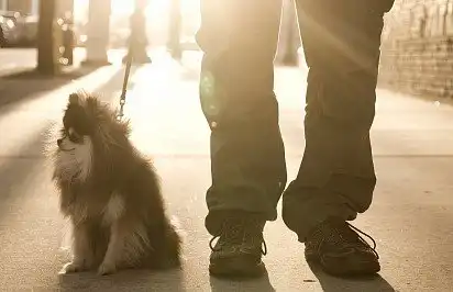 Померанський шпіц у порівнянні з людиною