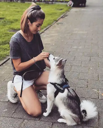 Дресирування помськи