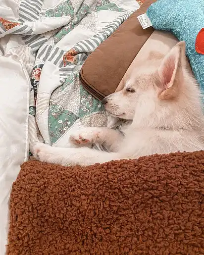 Солодкий сон