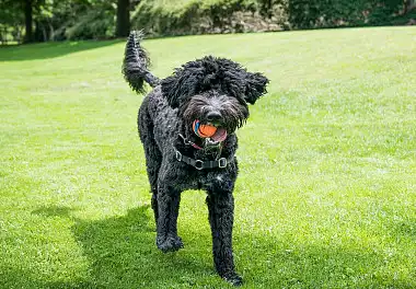 Португальська водяна собака