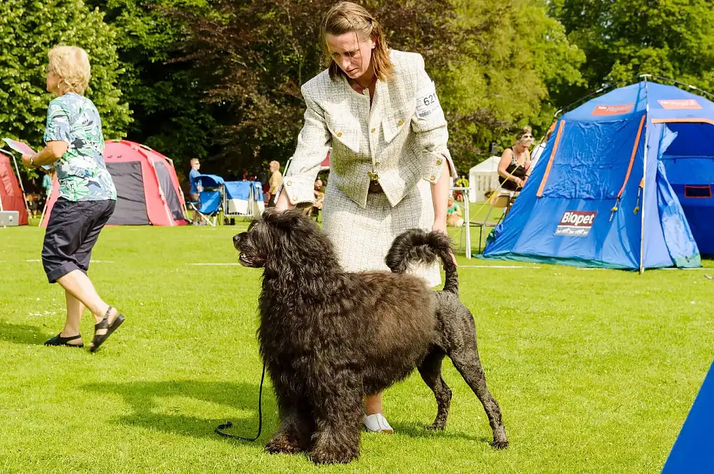 Португальська водяна собака на виставці