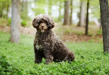 Португальська водяна собака