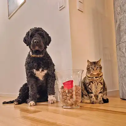 Посидіти з котом