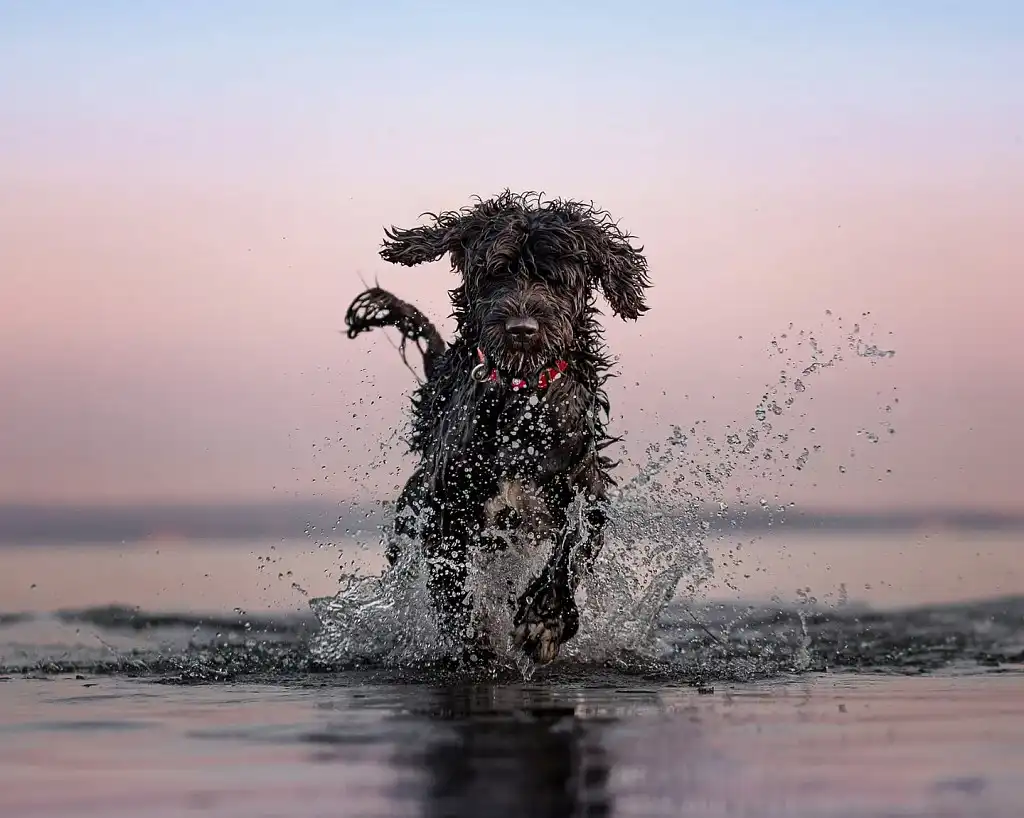 Португальська водяна собака