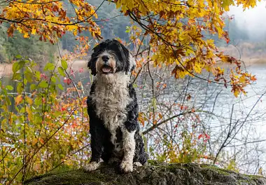 Португальська водяна собака