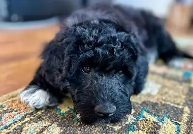 Португальська водяна собака