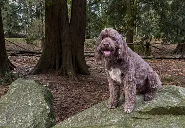 Португальська водяна собака