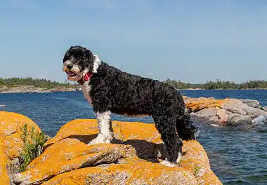 Португальська водяна собака