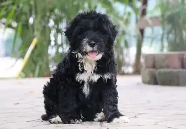 Португальська водяна собака