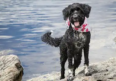 Португальська водяна собака