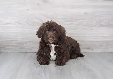 Португальська водяна собака