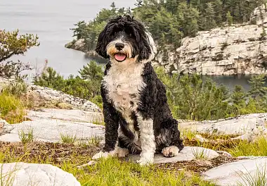 Португальська водяна собака