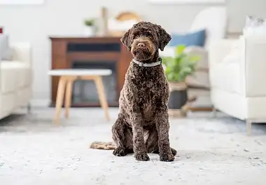 Португальська водяна собака