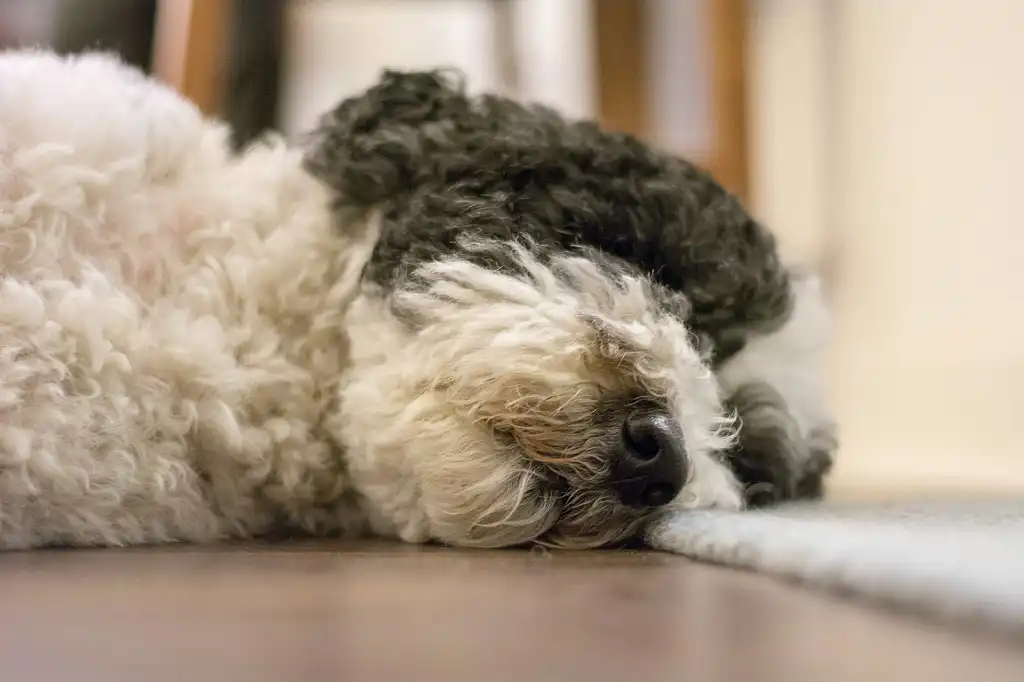 Що може бути краще за денний сон