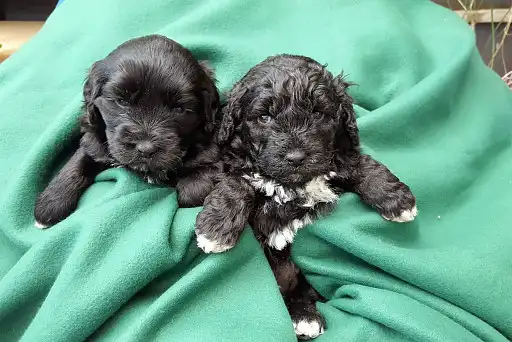 Португальська водяна собака