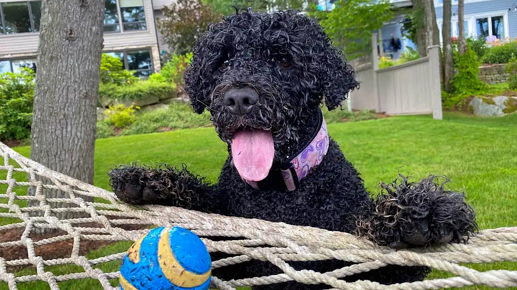 Кінь м'ячик