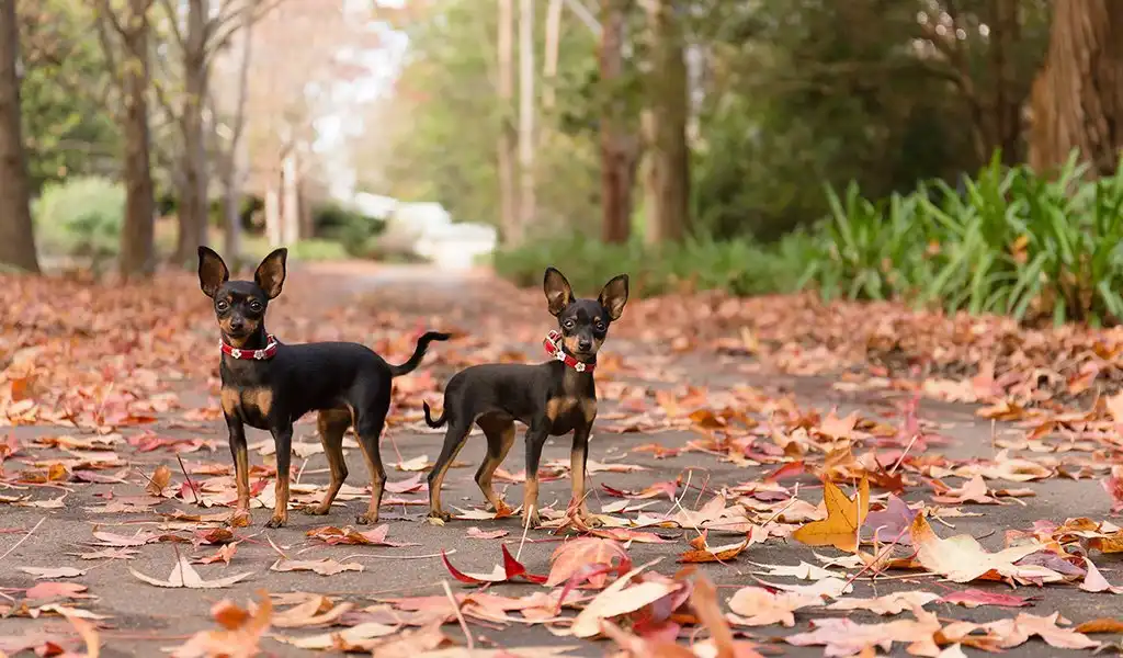 Празький щурик