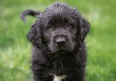 Різеншнауцер