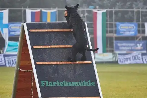 Різеншнауцер