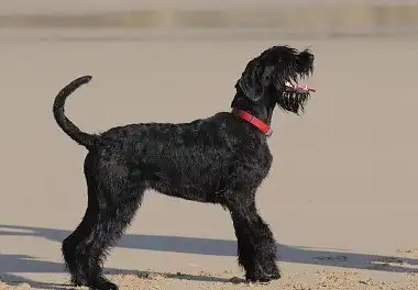 Різеншнауцер