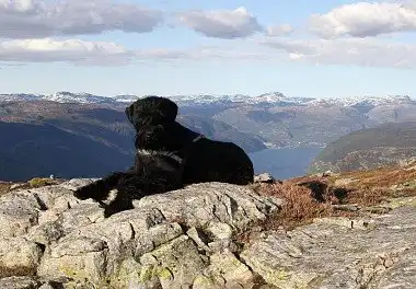 Різеншнауцер