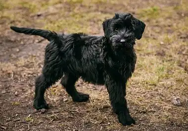 Різеншнауцер