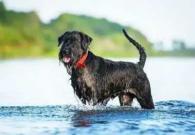 Різеншнауцер