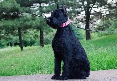 Різеншнауцер