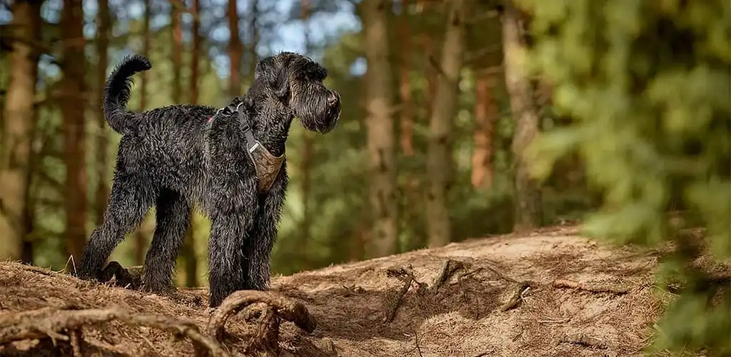 Різеншнауцер