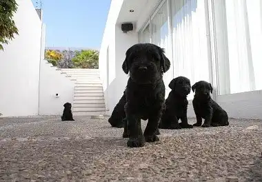 Різеншнауцер