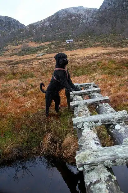 Різеншнауцер на прогулянці