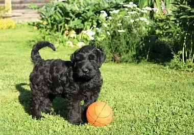 Різеншнауцер