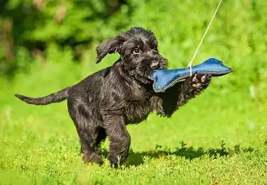 Різеншнауцер