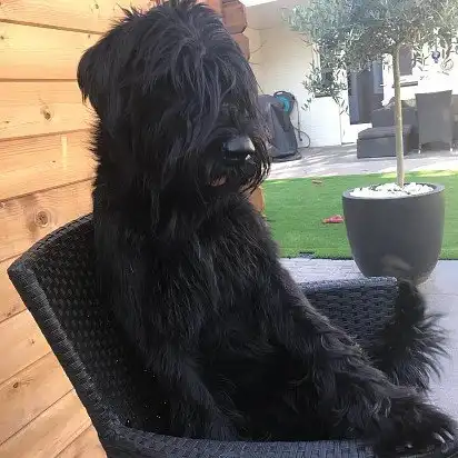 У своєму улюбленому кріслі