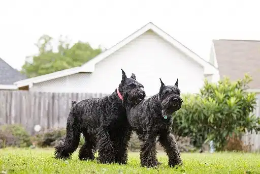 Різеншнауцер