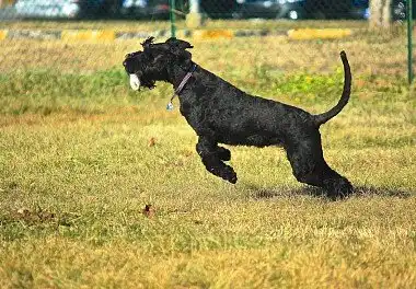 Різеншнауцер