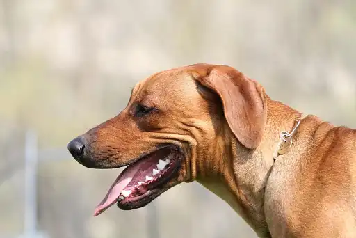 Веселий