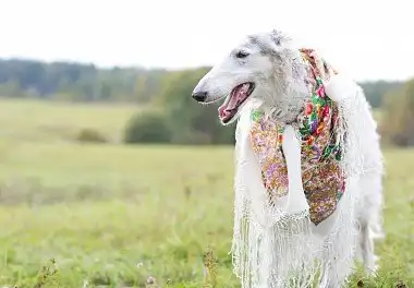 Російський псовий хорт
