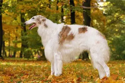 Російський хорт