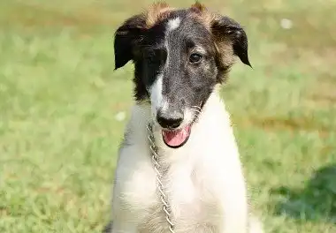 Російський псовий хорт