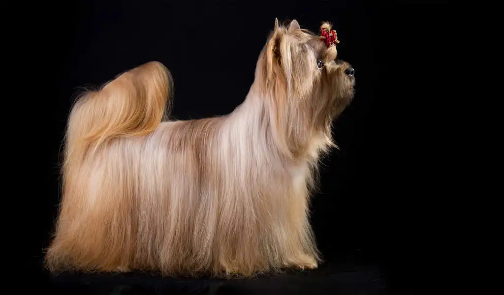 Російський салонний собака