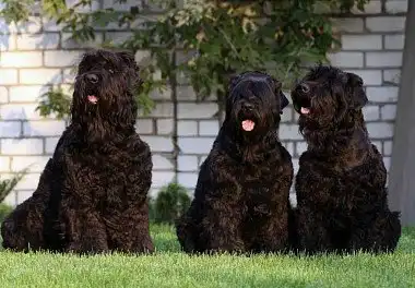 Російський чорний тер'єр