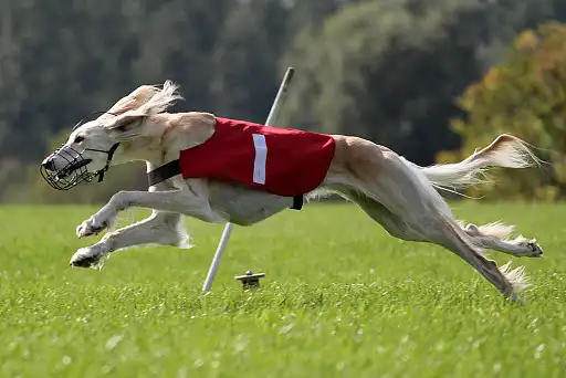 Салюки на бігах