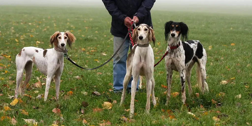 Салюки на прогулянці