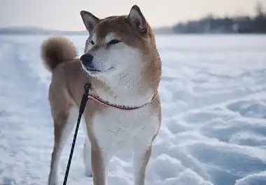 Сіба-іну