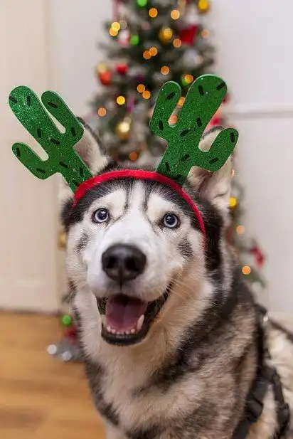 До Нового року готовий!