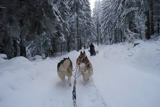 Сибірський хаскі