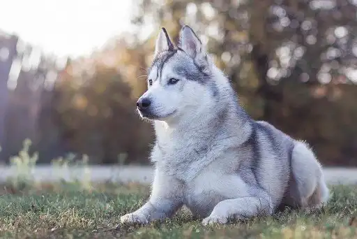 Сибірський хаскі